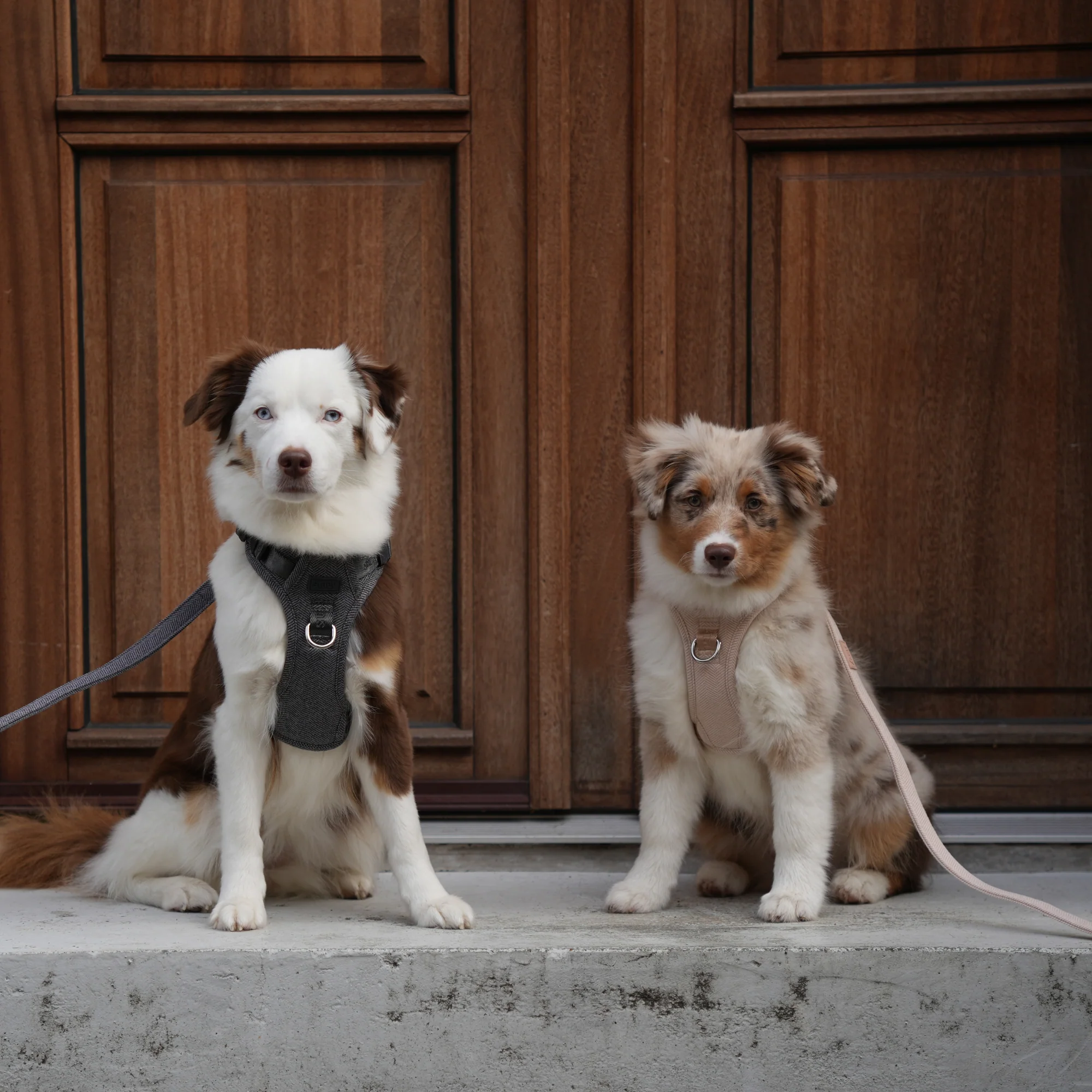 Elevated Design for Modern Canines